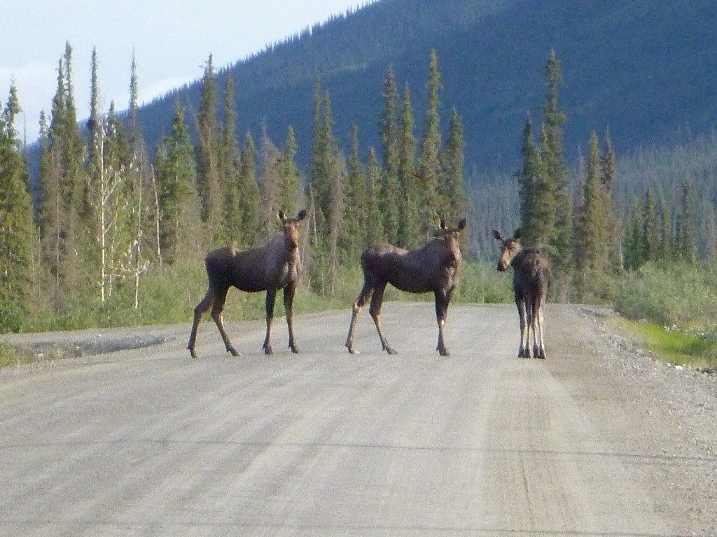 Some of the "locals" out for a morning stroll...they just stared me down till a semi truck almost ran them over...and me..