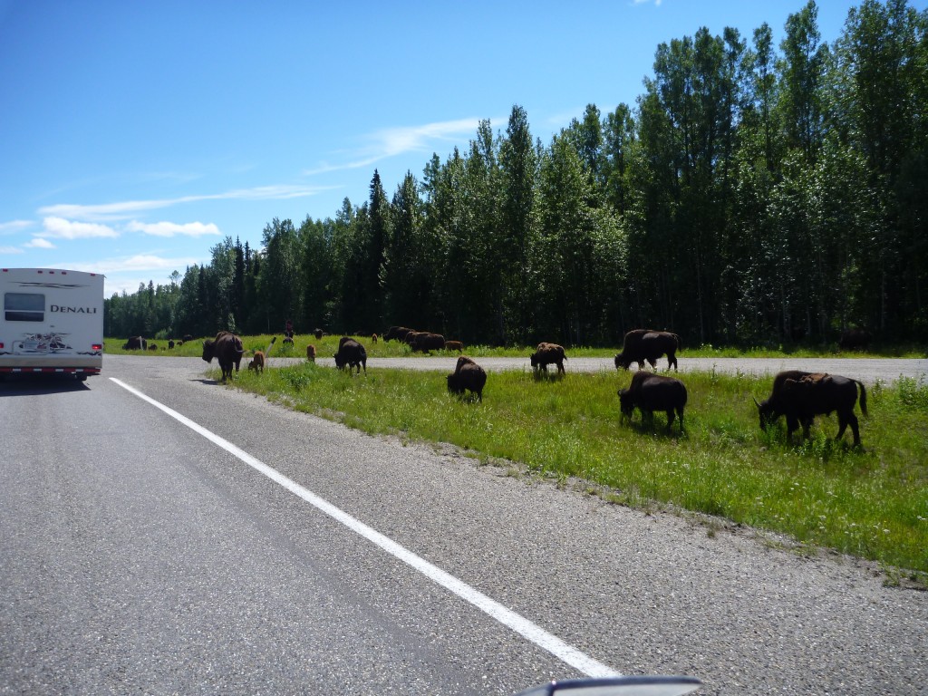 Alaska Hwy....Wildlife everywhere!!...you aren't kidding, bison all over as well as mountains goats and bears...I saw all this in one day